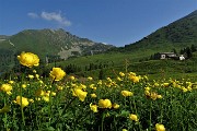 12 Fioriture di botton d'oro con vista verso la Quarta Baita